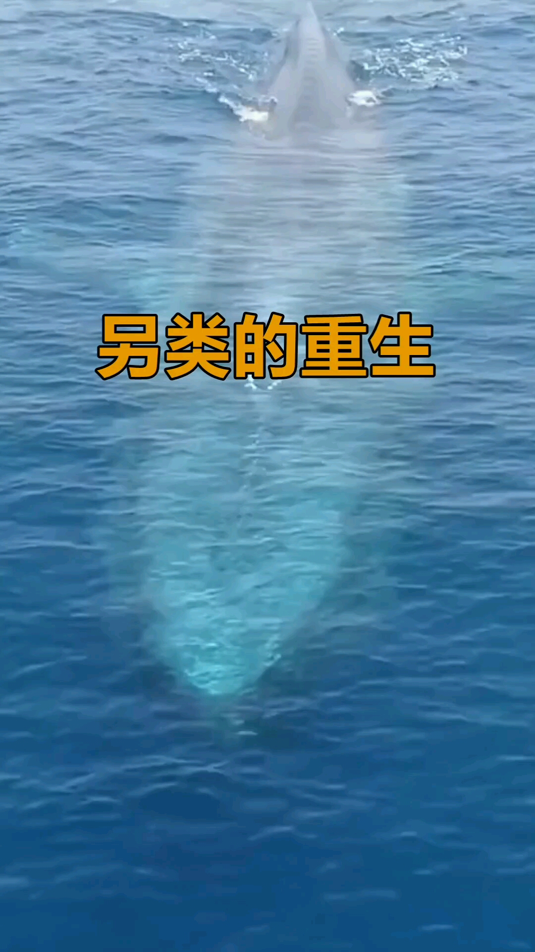 鲸鱼生命终结叫鲸落那么鲨鱼又叫什么呢我猜你不知道
