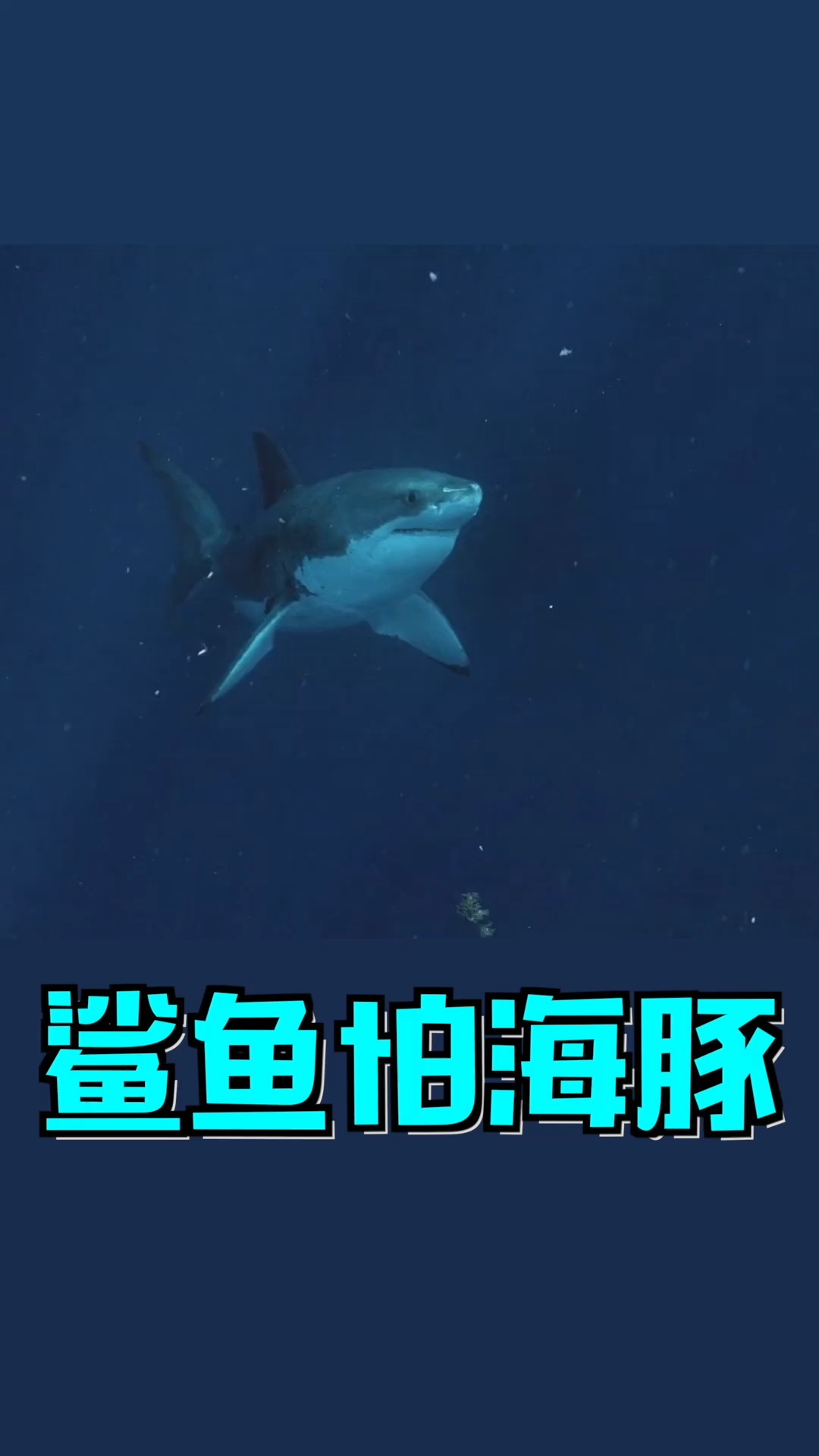 #科学奇遇季#鲨鱼什么都吃为什么偏偏不吃海豚呢?虎鲸:鲨鱼这么弱?别拦我,我要下海手撕大白