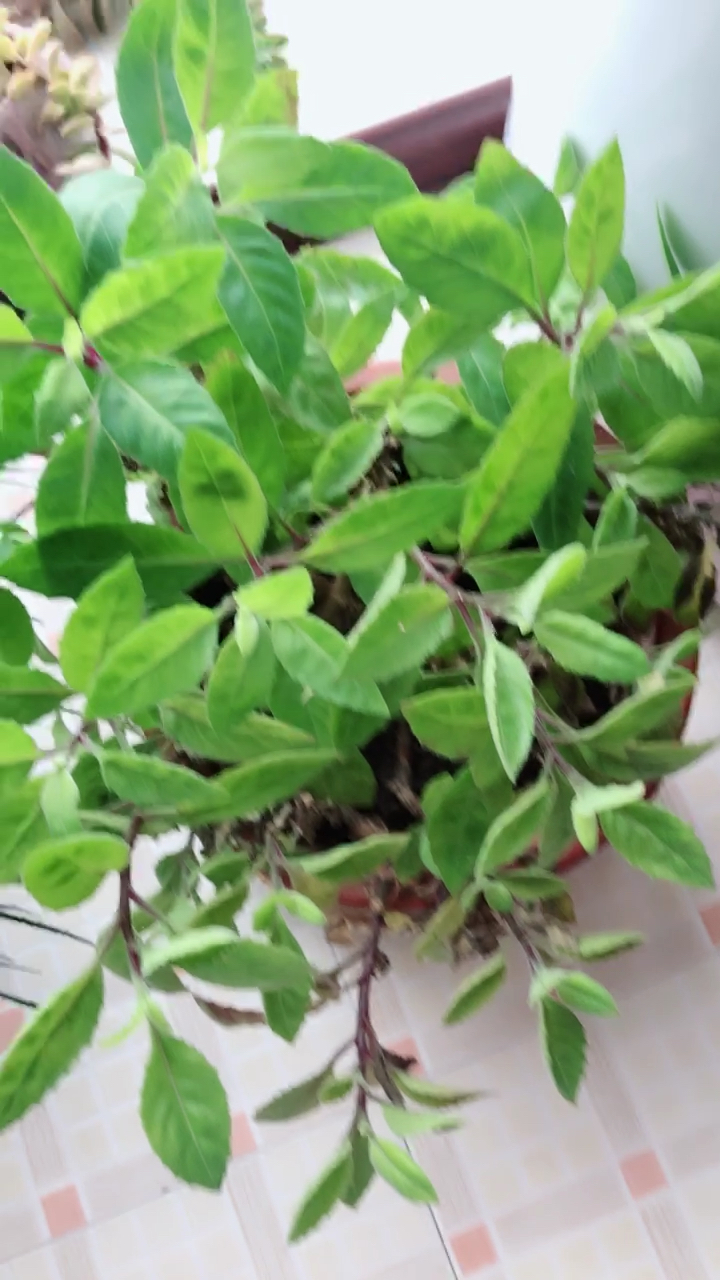 救命草,谁吃过?