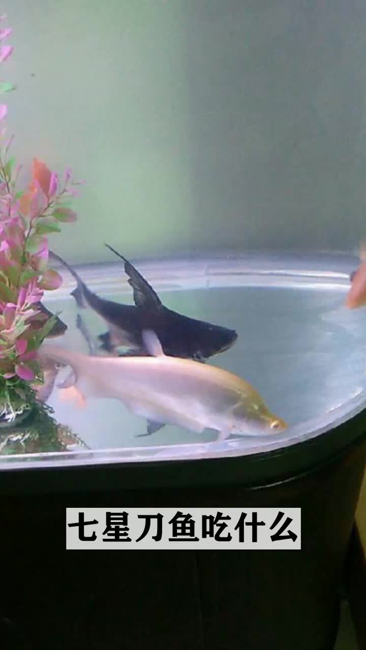 七星刀鱼吃什么