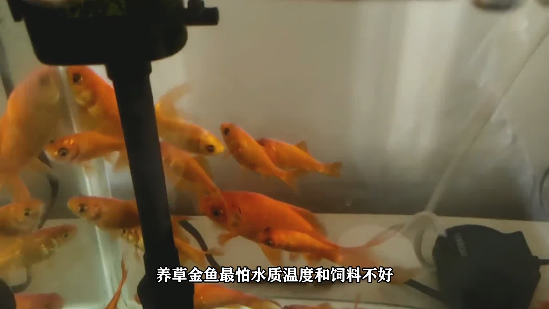 养草金鱼最怕什么