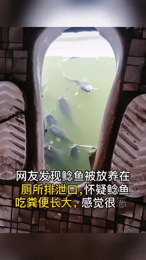 鲶鱼在污水里长大能上餐桌吗鲶鱼以排泄物为食,做成美食也没人敢吃吧