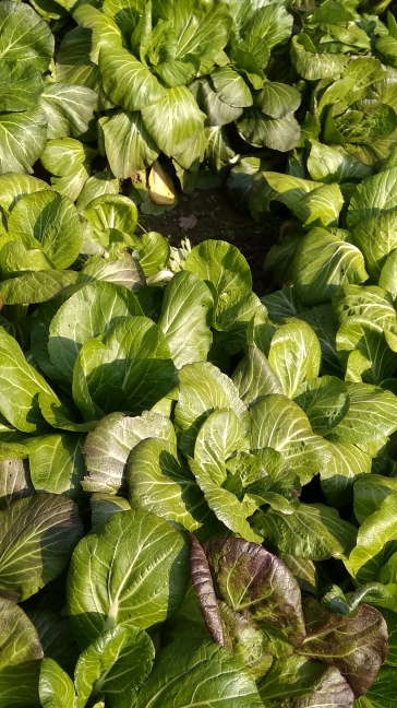 纯天然蔬菜
