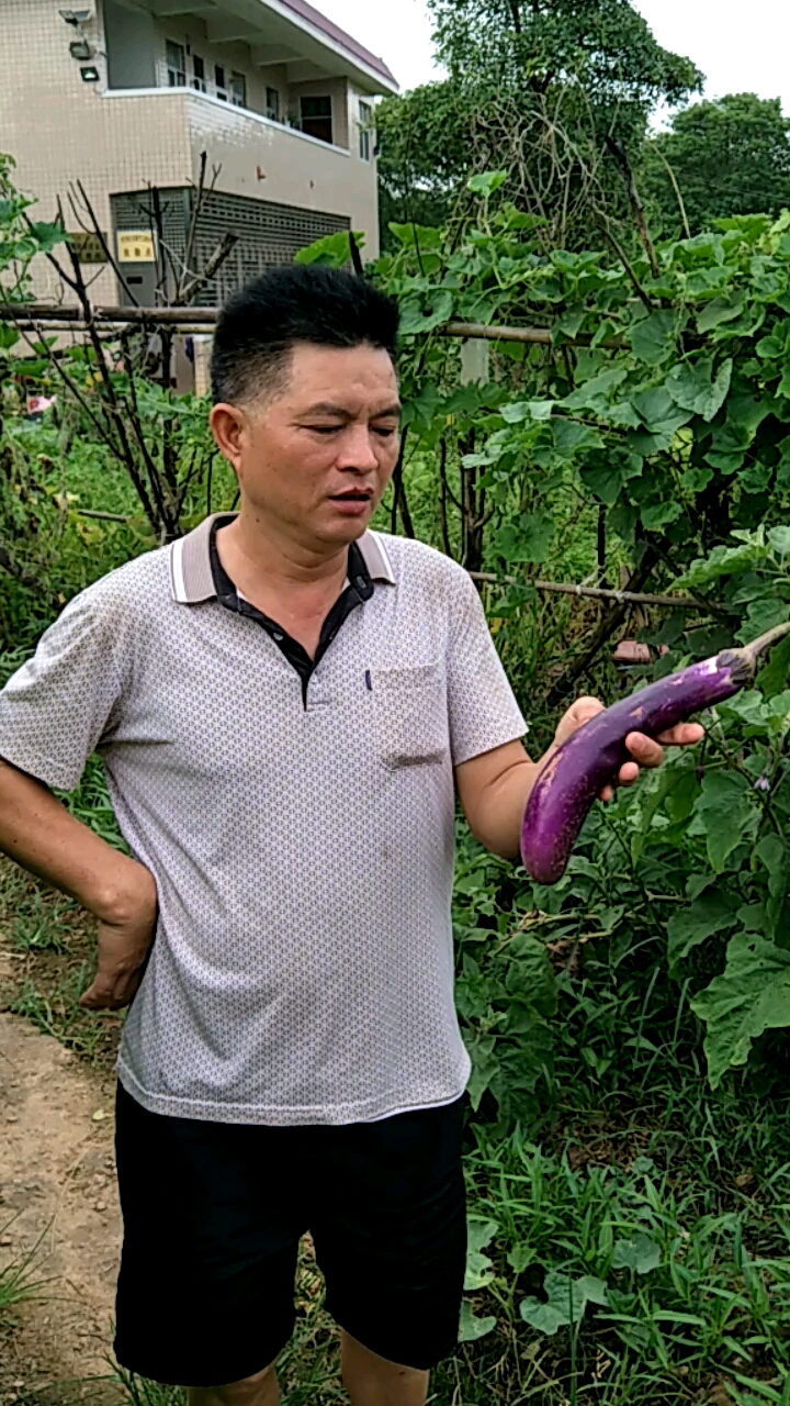 客家话叫吊菜,你家乡叫什么呢。