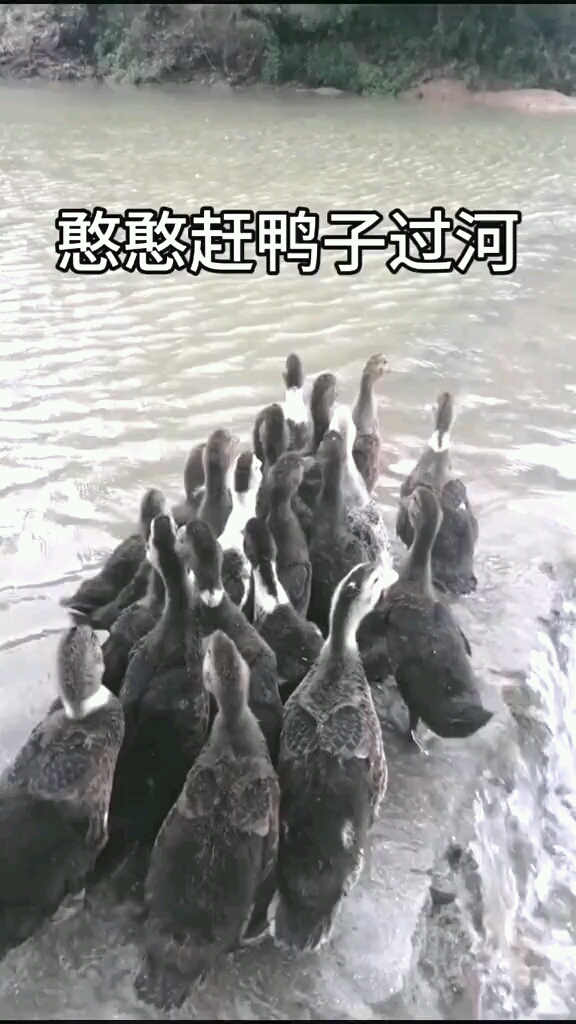请看到最后鸭子真的怕水