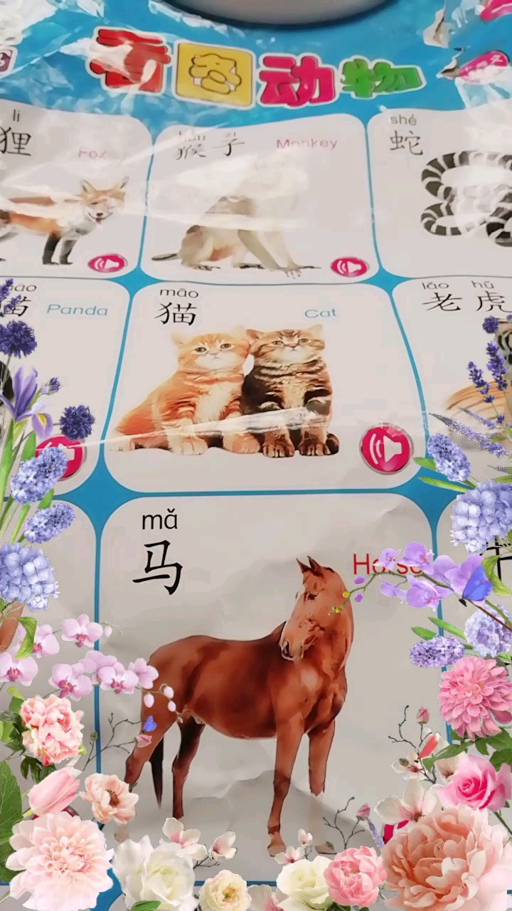 美丽的蝴蝶