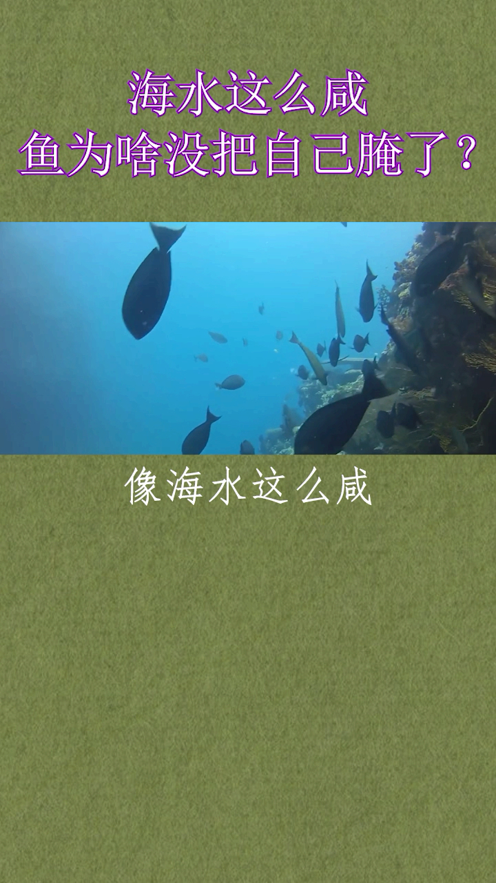海水这么咸,鱼为啥没把自己腌了?