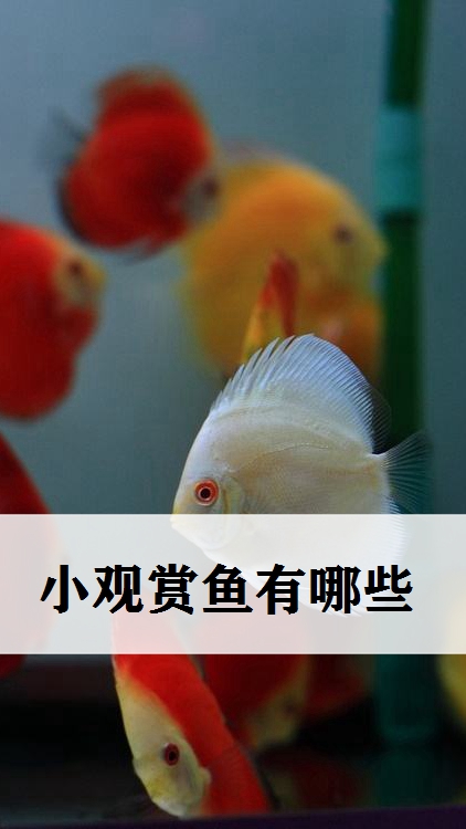 探寻奇妙的水生动物世界,小观赏鱼有哪些