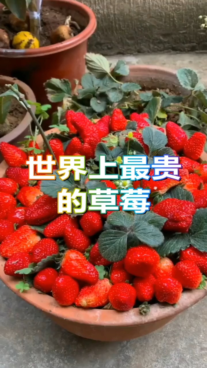 全球最贵的草莓,一碗就能在北京买一套房,普通人根本吃不起!