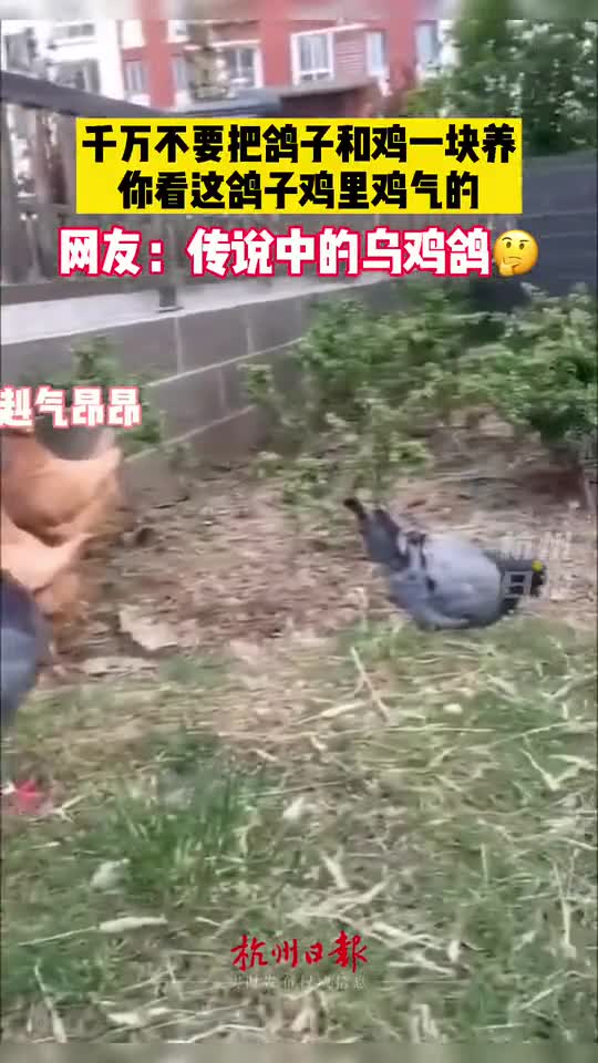 千万别把鸽子和鸡一起养,别问我怎么知道的