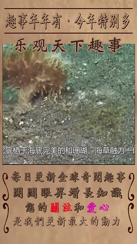超厉害的鱼捕猎瞬间之琵琶鱼