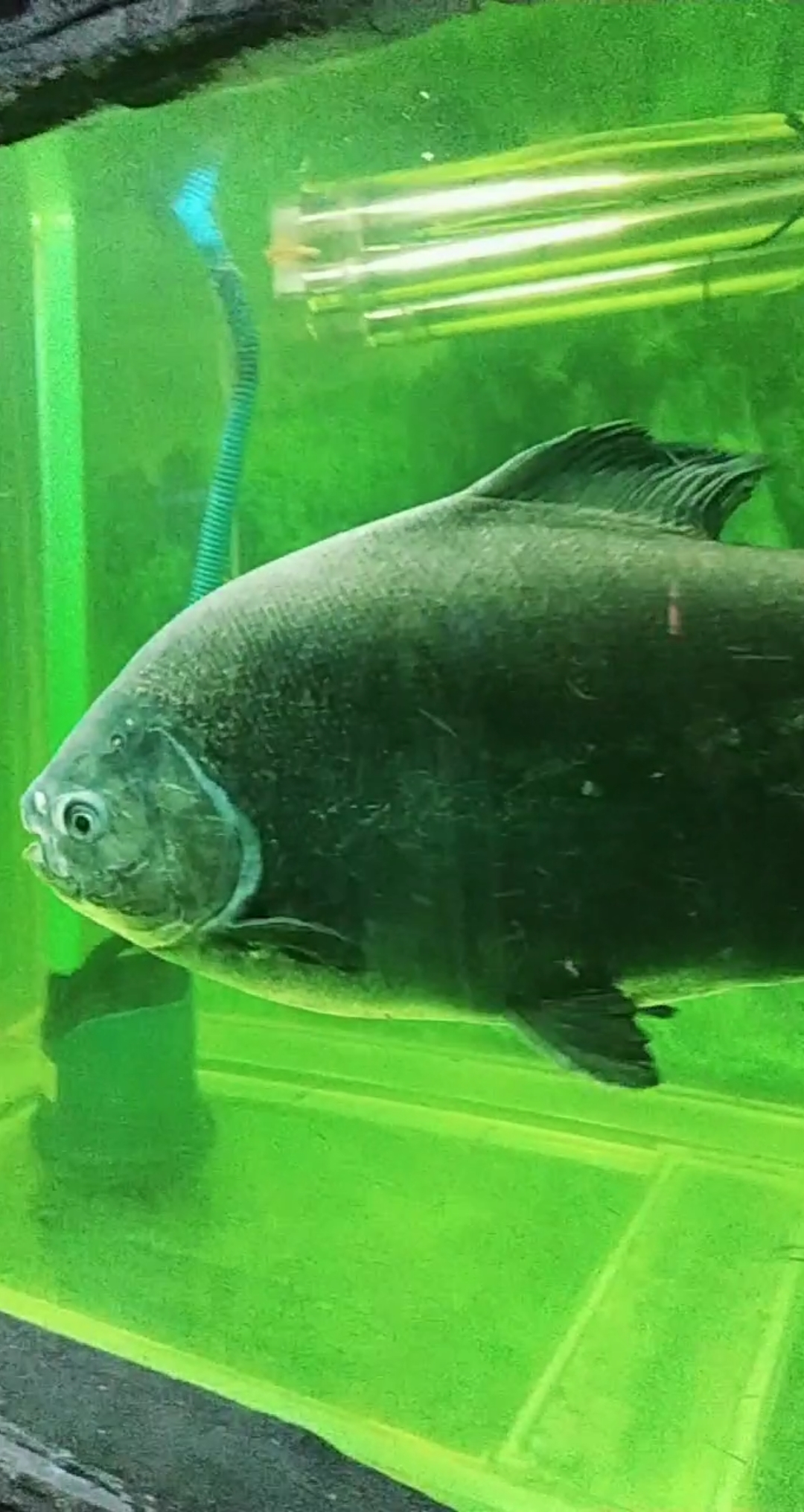 #贴秋膘#这就是水虎鱼,食人鲳