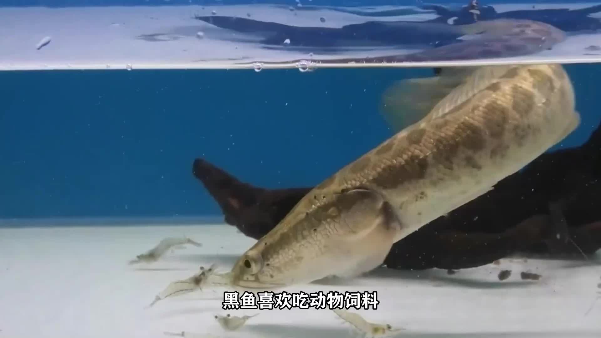黑鱼吃什么