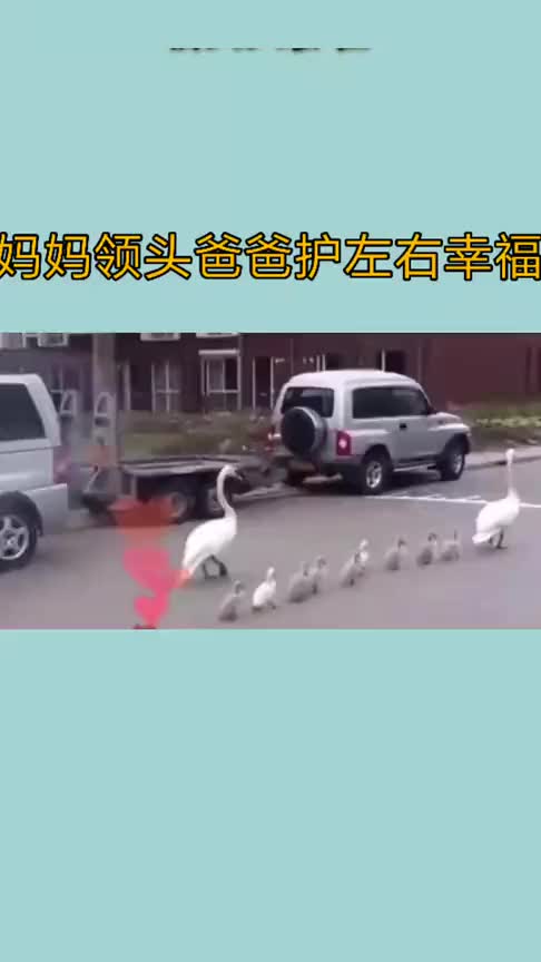 幸福的一家人,妈妈领头爸爸保护在后保护左右,好可爱啊