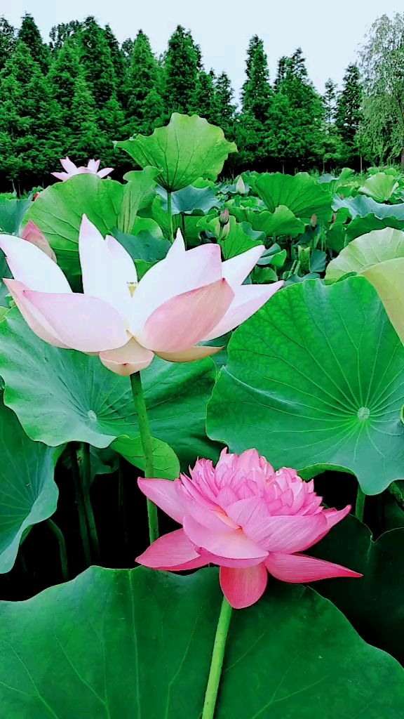 #四朵金花#六月荷花别样红,五月仙花生年轻,碧绿叶子打着伞,花儿晶莹丽上头!
