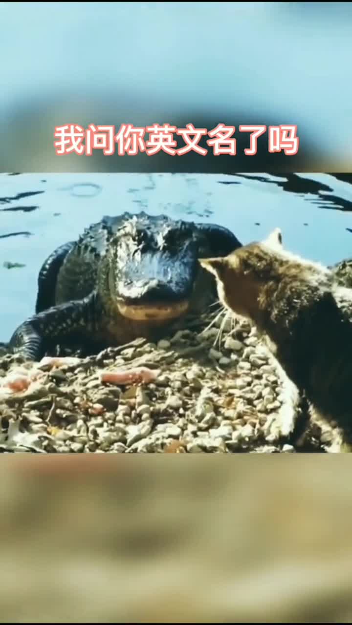 #搞笑配音#动物鳄鱼英文名是啥