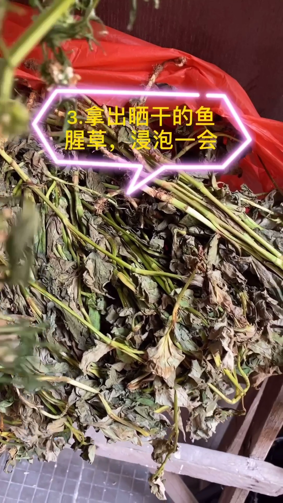 #乡村生活#鱼腥草是不是也是你的噩梦?为什么有的人觉得好闻又有人觉得好臭,广东人却最喜欢用