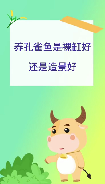 养孔雀鱼是裸缸好还是造景好