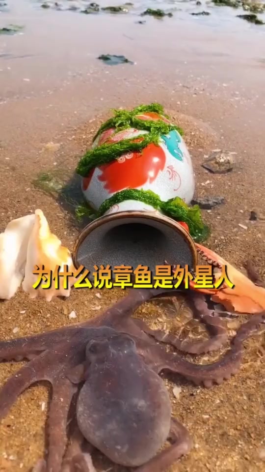 #奇闻趣事#为什么说,章鱼是最接近外星人的生物?看完你就明白了!