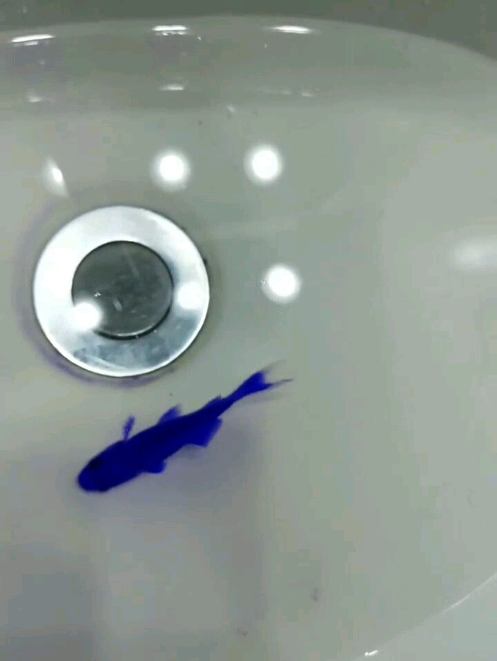 变色小金鱼了解一下