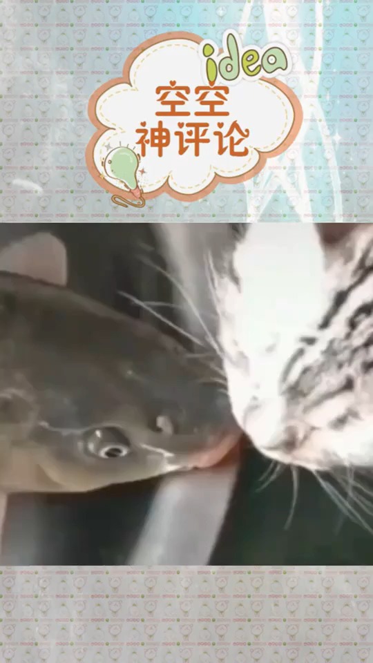 猫哥哥与鱼妹妹的爱情故事