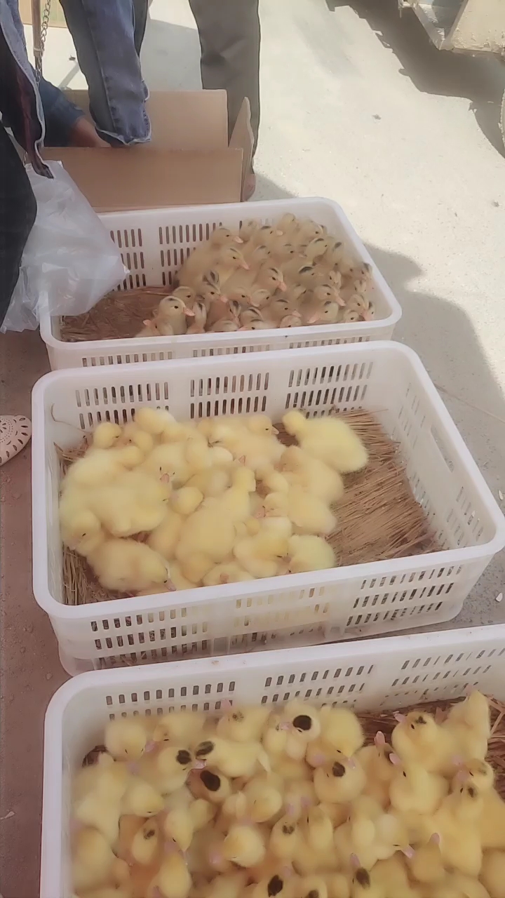 小鸡小鸭小鹅
