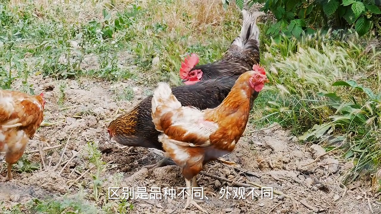 芦花鸡和普通鸡的区别?