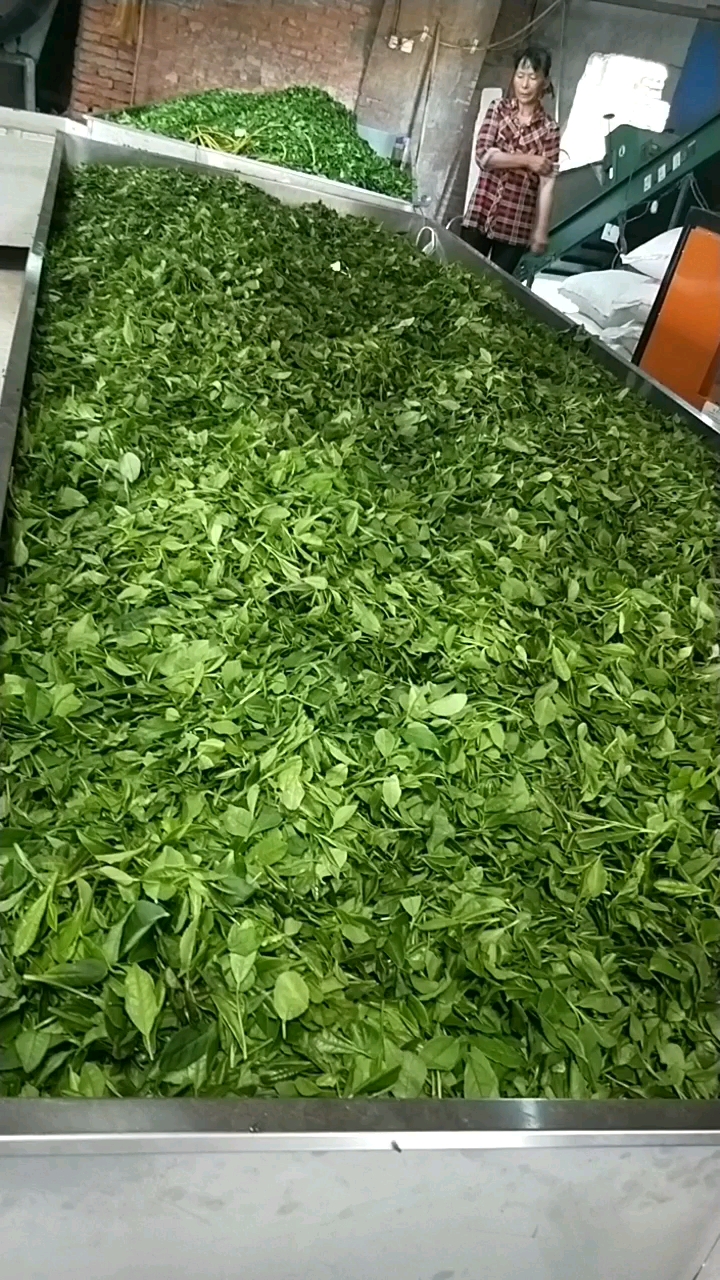 炒茶全过程