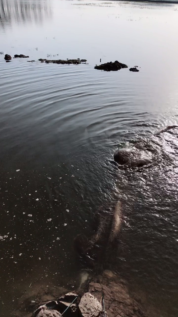 湖南第一人养殖小龙虾