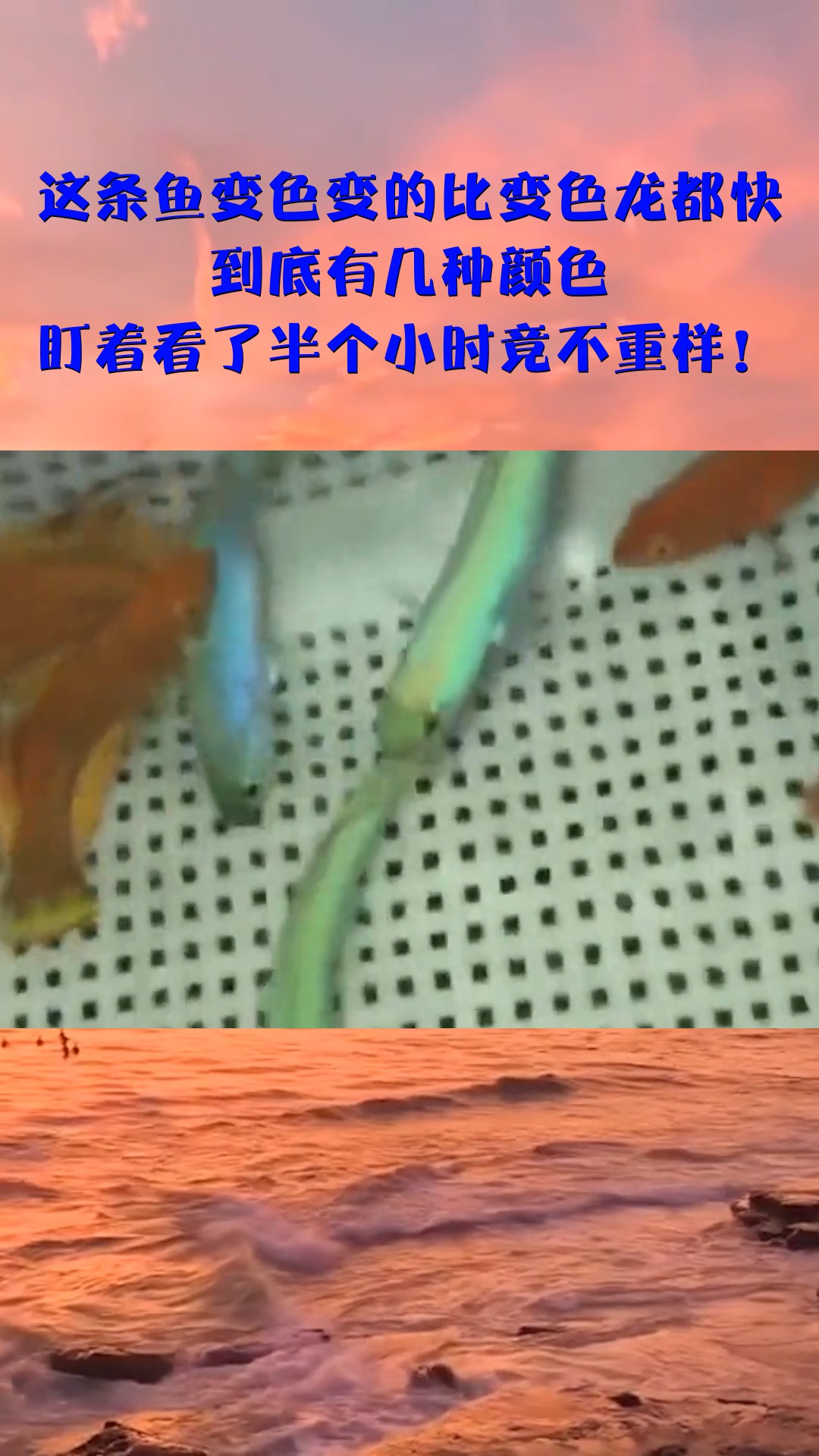 这条鱼变色变的比变色龙都快,有几种颜色,竟不重样!