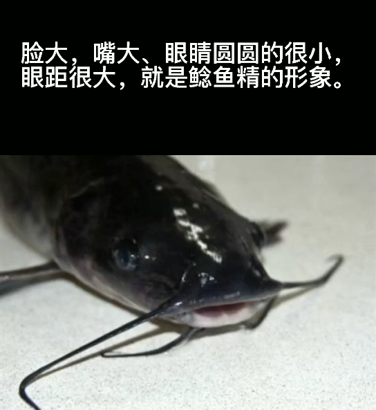 鲶鱼精是什么梗?
