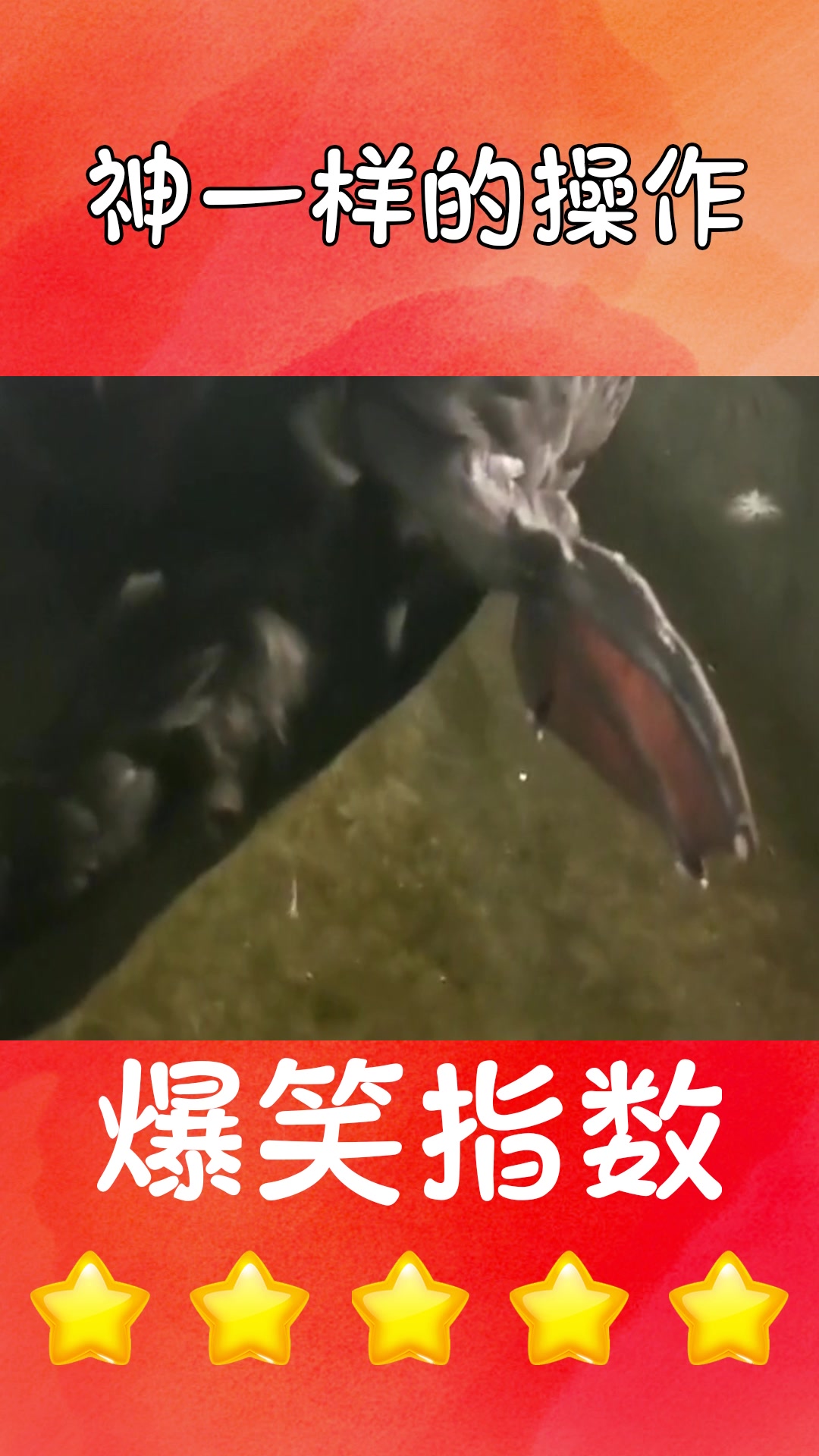 #我要上热门#国家一级保护动物黑天鹅性格极其温顺,有人抚摸它的脚丫,也是无动于衷!