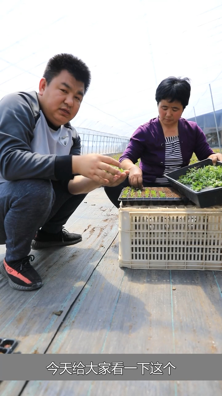 今天给大家看下多肉植物小天狗是怎么掐插的