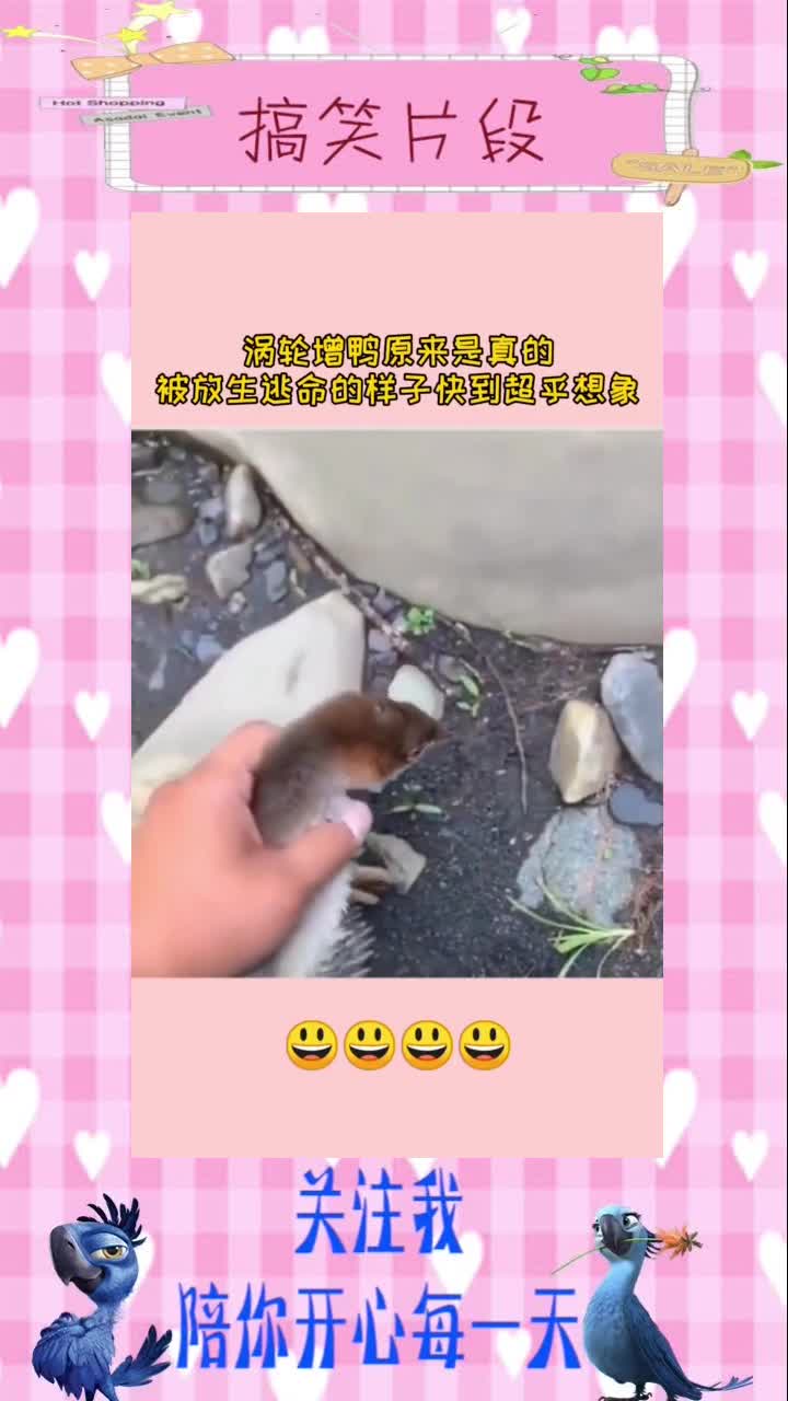男子将鸭子放生后,没想到鸭子跑的这么快,这就是求生欲吗,搞笑视频
