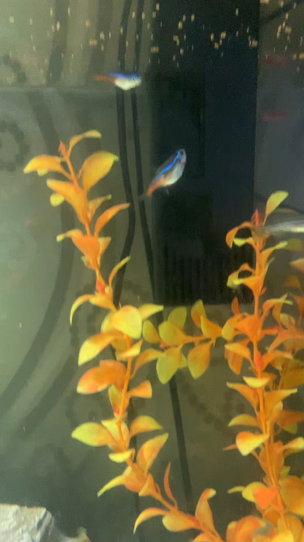 小鱼吃食太可爱了