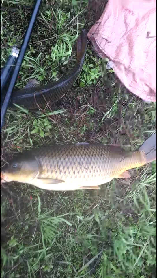 纯野生大鲤鱼!鱼鹰电子产品!