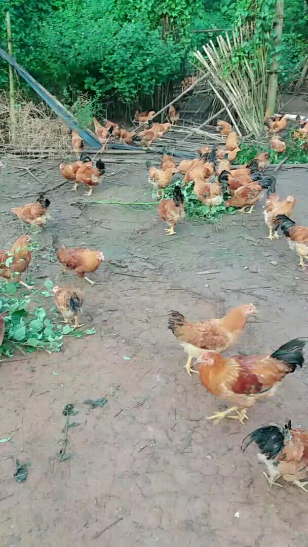 @全民小助手 鸡吃中草药，具有抗病能力