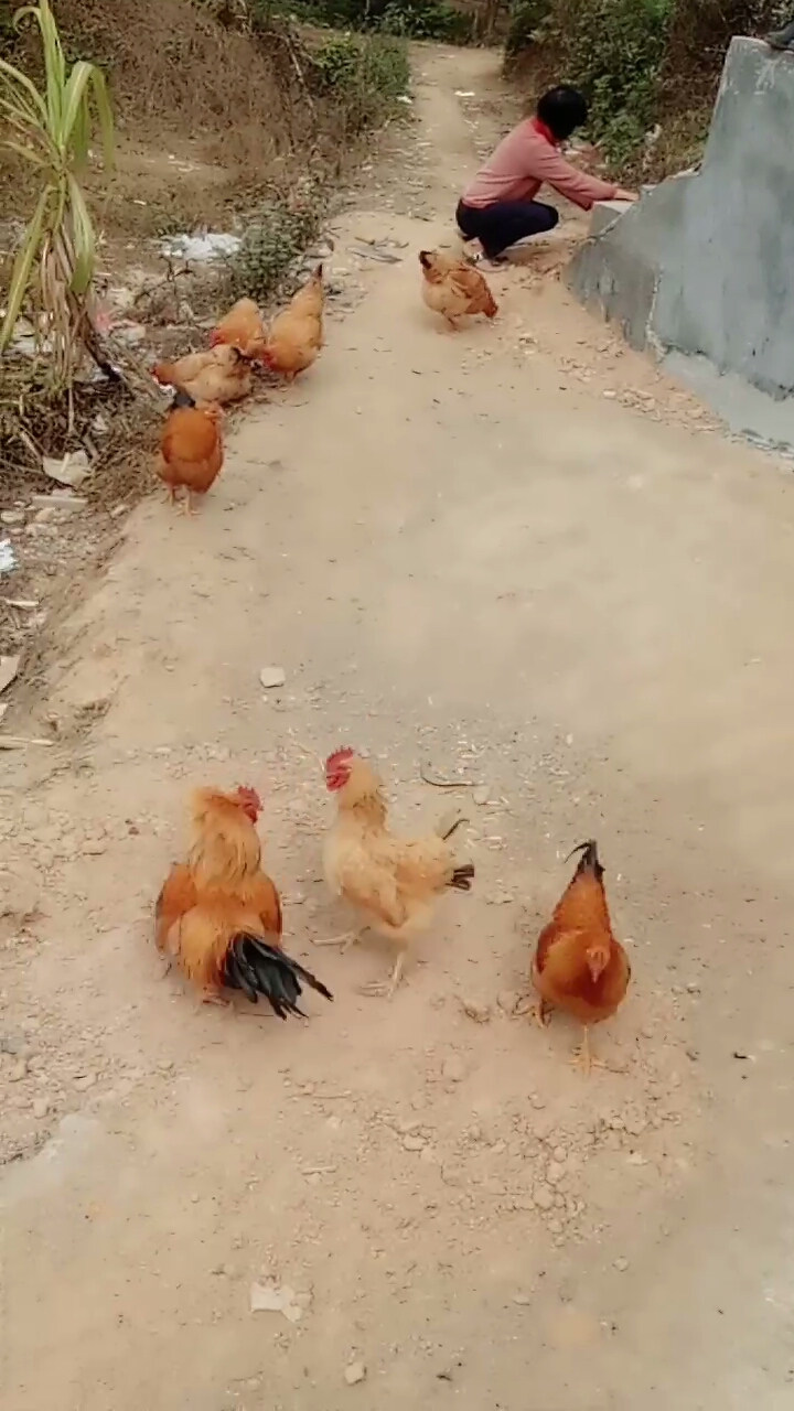 斗鸡,母鸡比公鸡还凶猛。