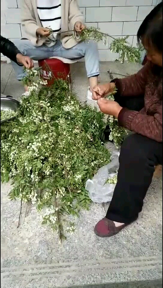 没开圆的洋槐花,我们这边拌面蒸着吃,你们那边都吃槐花菜吗?