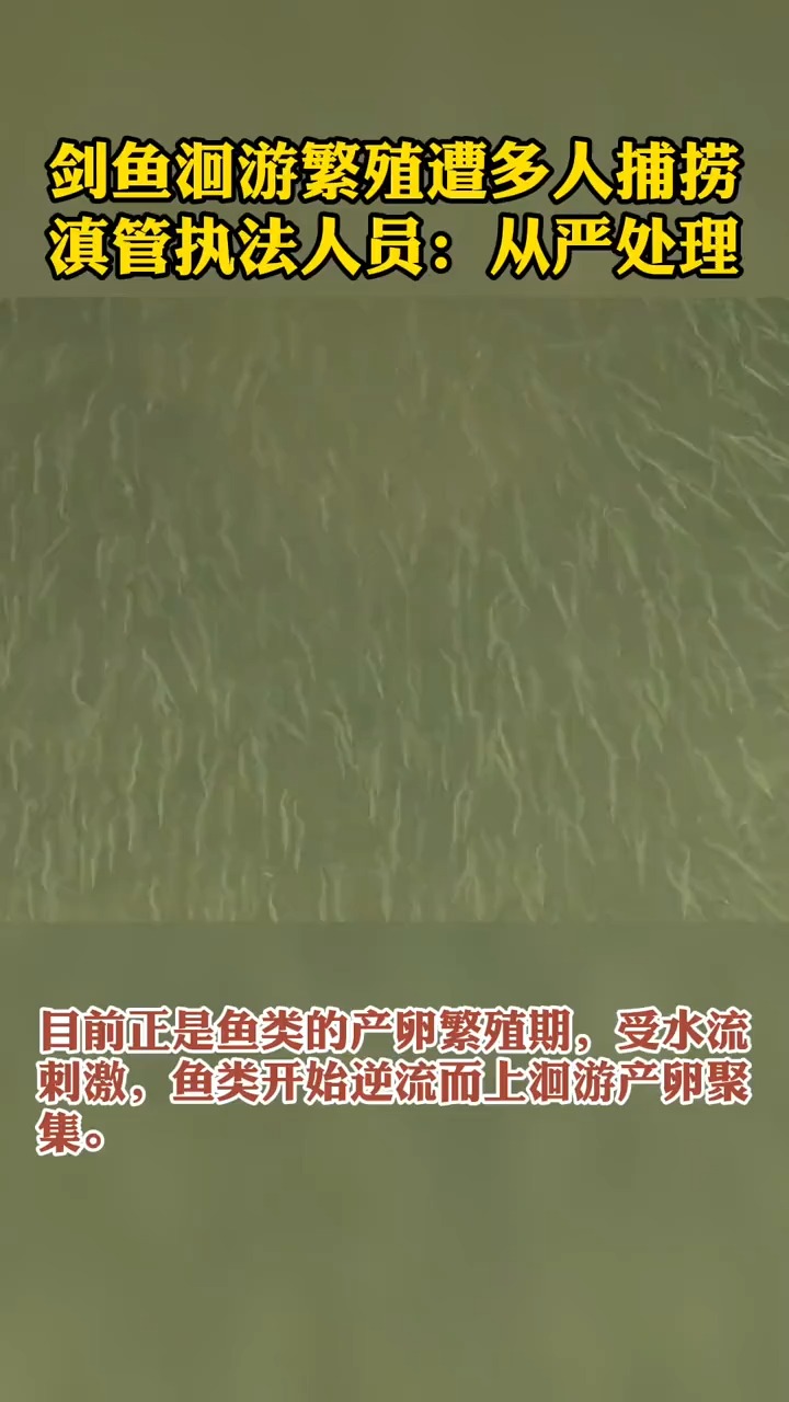 滇池剑鱼大量洄游,已有市民非法捕捞!滇池流域十年禁渔期内禁止捕捞