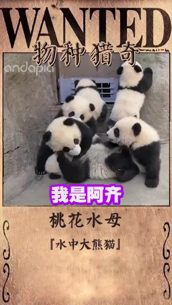 朴实无华的高贵