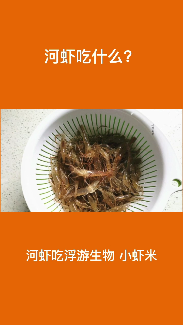 河虾吃什么?   