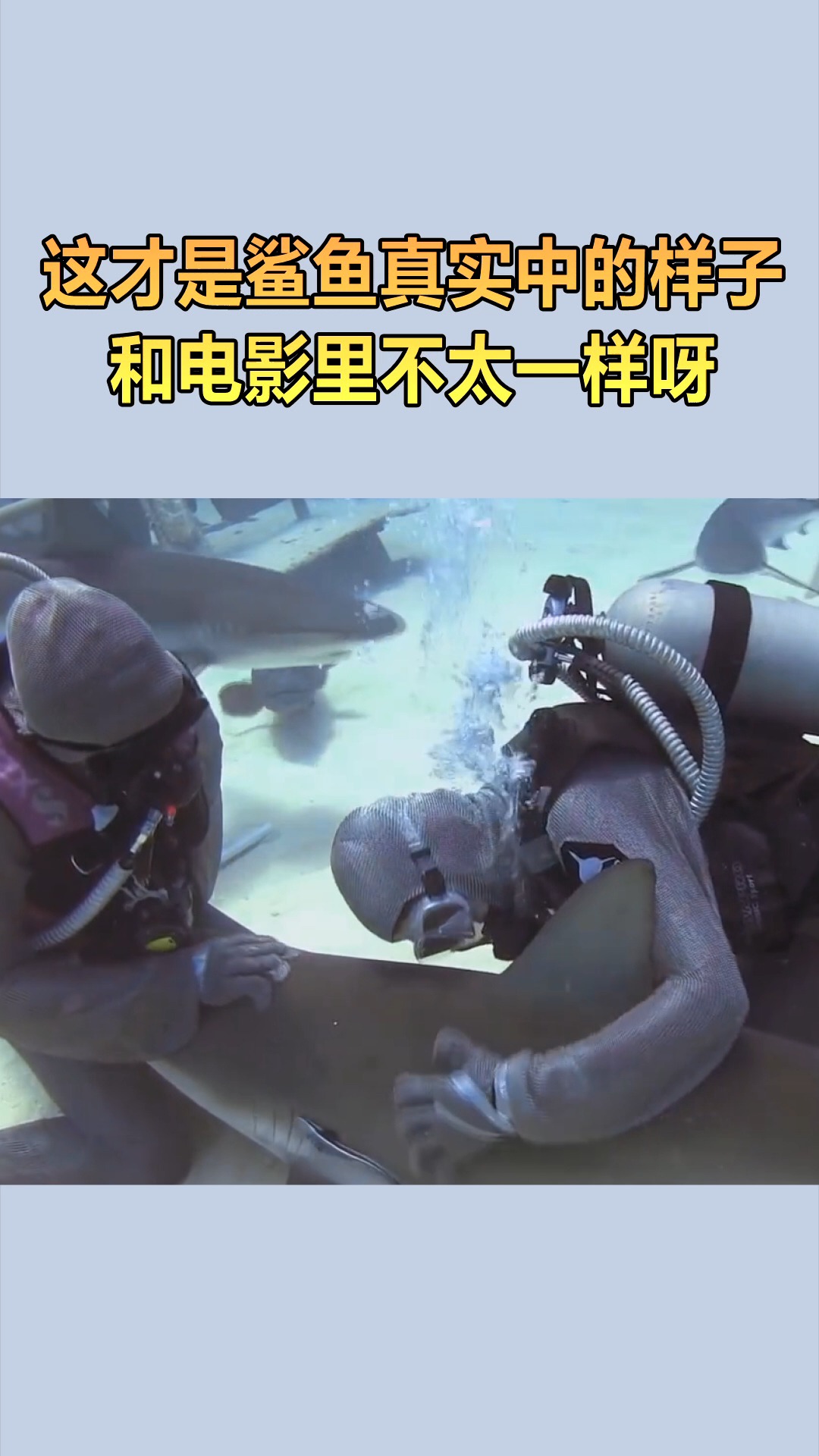 #我要上热门#这才是鲨鱼真实中的样子，和电影里不太像呀