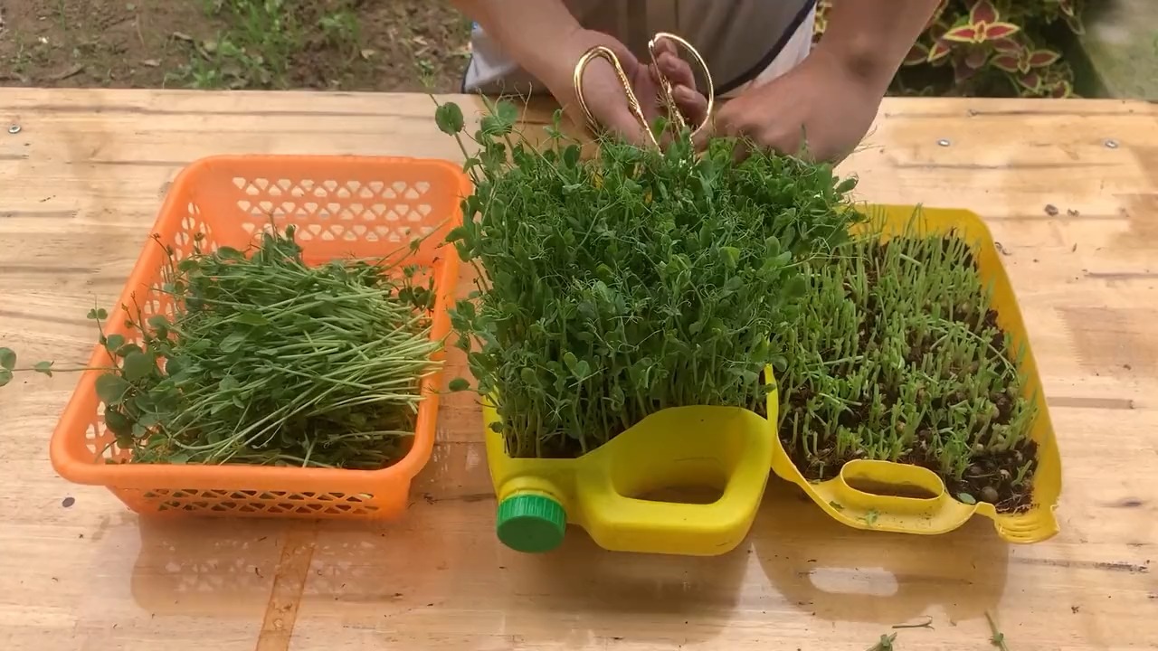 1分钟教你在家种植芽菜苗,种1次可以采摘30茬,方法值得一试