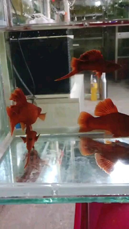 高鳍红箭的另一个品种
