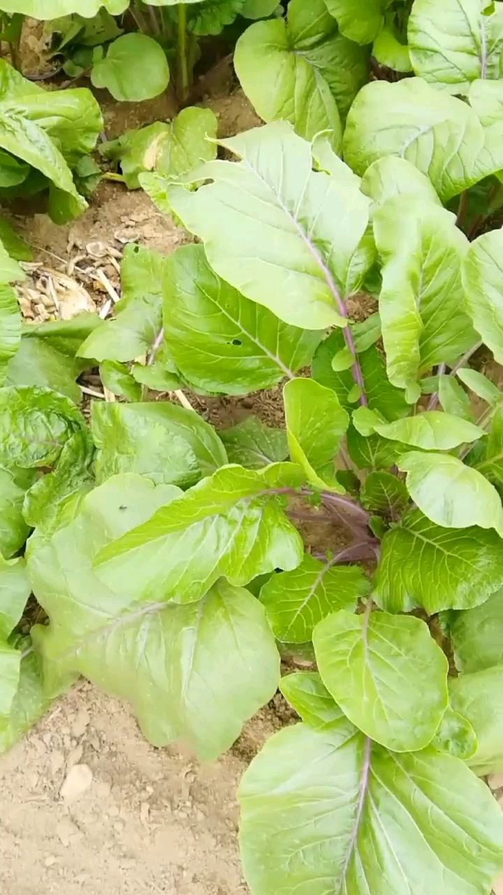 种的紫菜苔长势喜人