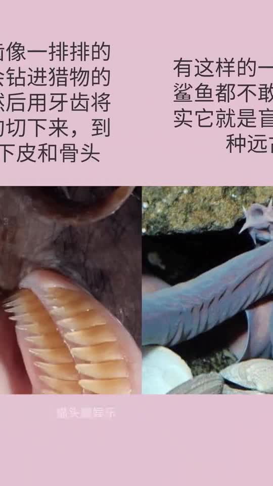 最恐怖的远古生物,鲨鱼都害怕它,真正的海洋霸王