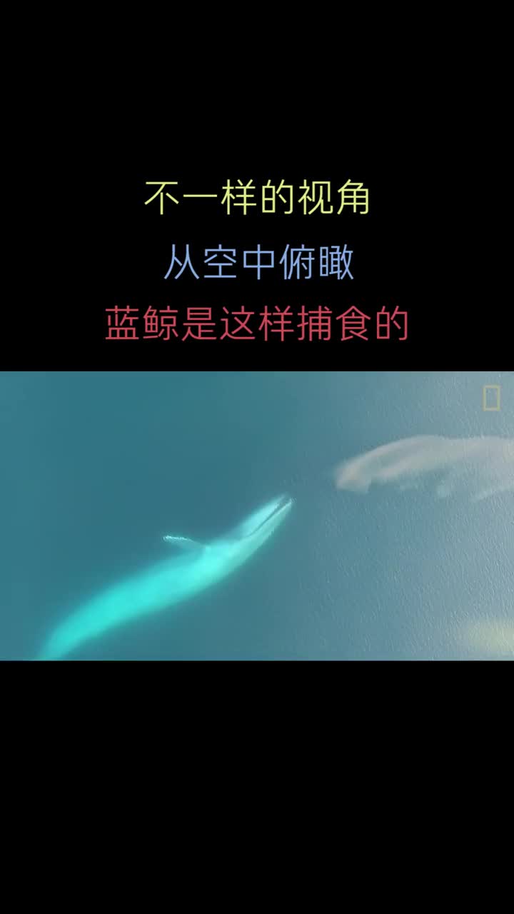 好大的一条鲸鱼!!从空中俯瞰蓝鲸捕食的过程,原来是这样的