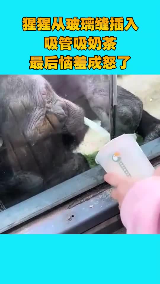 我要上热门成精了,竟然把吸管从缝中插入,去喝奶茶