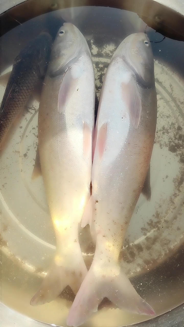 自己家养的鱼.好大.